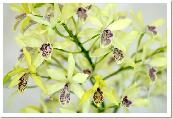 エピカトレヤ キョーグチ ハッピーフィールド