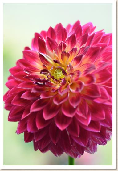 ダリア ファイン プレー