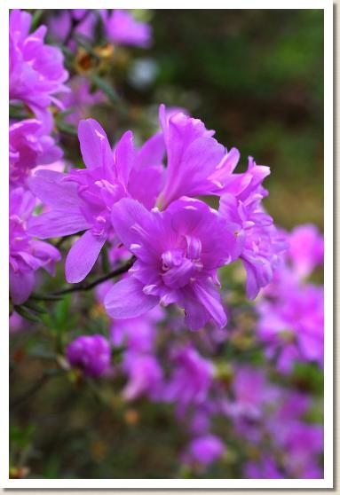 ツツジ　フジマンヨウ（藤万葉） 