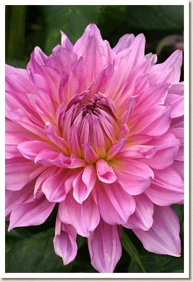 ダリア ハマリーガール