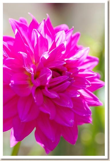 ダリア ハナゾノ（花園）