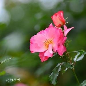 バラ　ホットハナマキ（ホット花巻／Hot Hanamaki）｜花の手帖のバラ図鑑