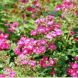 バラ　マダム ノルベル ラババスール（Madame Norbert Levavasseur）｜花の手帖のバラ図鑑