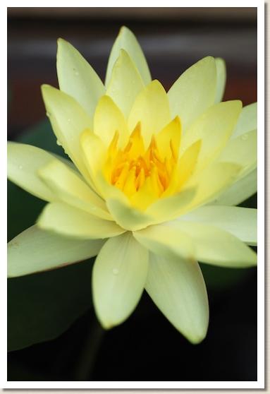 スイレン ジョイ トモチック