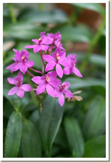 エピデンドラム カショクサイサイ 