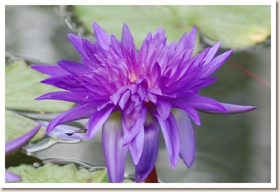 スイレン　キングオブサイアム