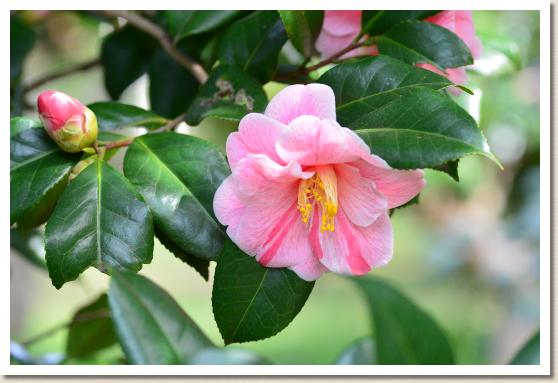 ツバキ　コモミジ