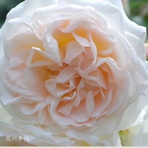 バラ　コスモス（ROSE　Kosmos）｜花図鑑【花の手帖】