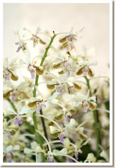 バンダ ラメラータ 'カズミ'