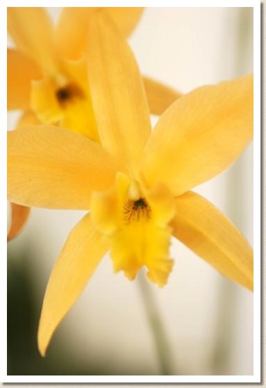 レリオカトレヤ カナリエンシス 'ゴールデン グロウ'