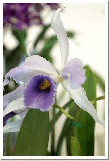 レリオカトレヤ C.G. ロブリング 'ブルー インディゴ'