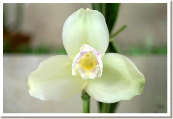 リカステ アリエス ショールヘブン 'チャーミーグリーン'