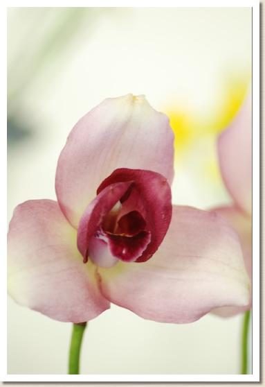 リカステ チェリッシュ 'クィーン'