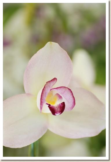 リカステ チタ インパルス 'モナミ'