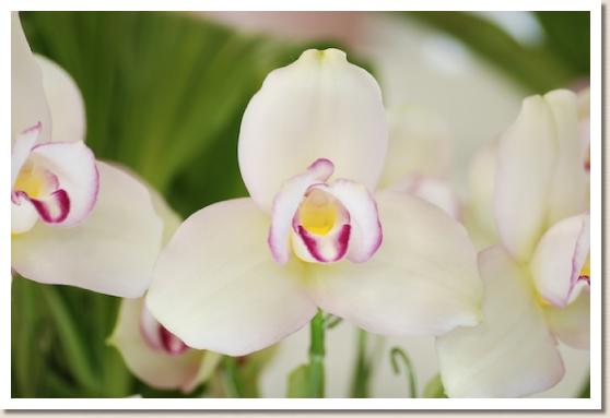 リカステ チタ インパルス 'クィーン'