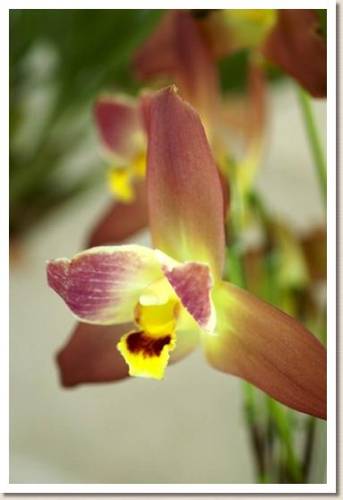 リカステ ゲイザーゴールド 'R. ツボイ'