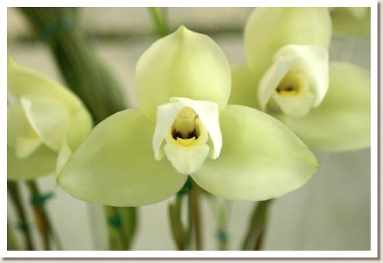 リカステ ヘンティ 'ザンセツ'