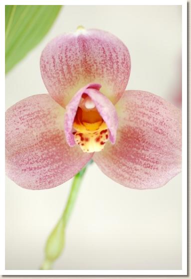 リカステ カンザス イエロー 'フラッシュ バック'