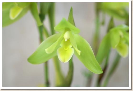 リカステ ネプチューン 'エメラルド ブリーズ'