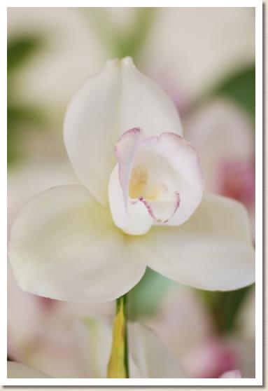 リカステ ショーナン ブライト 'ワッコ'