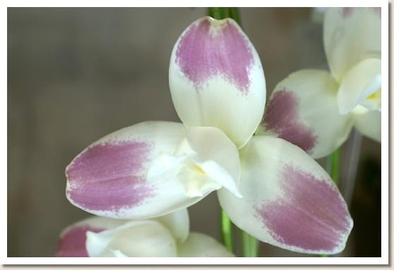 リカステ シュガクイン シリウス