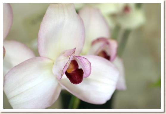 リカステ サンレイ 'キョウト ノ コウ'