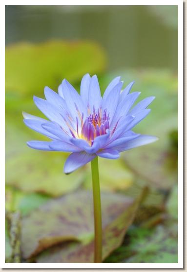 スイレン マーガレット ランディグ