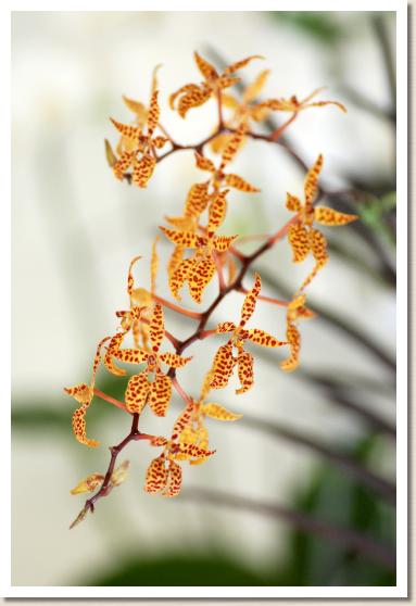 レナンセラ ミオ