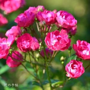 バラ　マダム ノルベル ラババスール（Madame Norbert Levavasseur）｜花の手帖のバラ図鑑