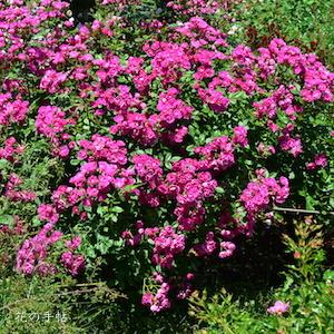 バラ　マダム ノルベル ラババスール（Madame Norbert Levavasseur）｜花の手帖のバラ図鑑