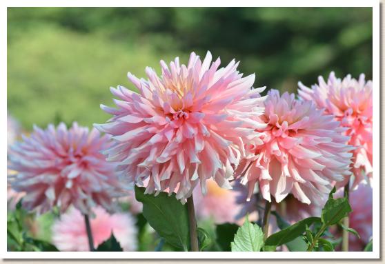 ダリア　｜花の手帖のダリア図鑑