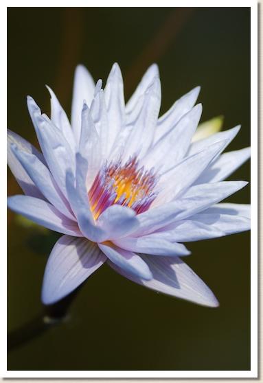 スイレン ミセス エドワード ホワイタッカー