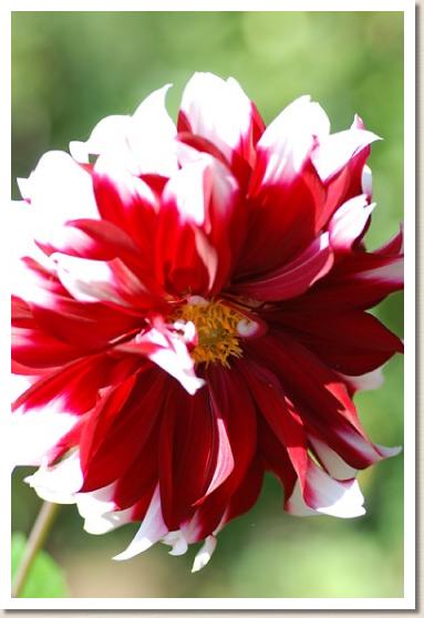 ダリア ミセス マクドナルド キル