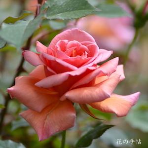 バラ　ミセス サム マグレディ（Mrs. Sam McGredy）｜花の手帖のバラ図鑑