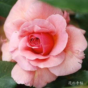 バラ　ミセス サム マグレディ（Mrs. Sam McGredy）｜花の手帖のバラ図鑑