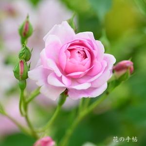 バラ　ミセスウッズ（Mrs. Wood）｜花の手帖のバラ図鑑