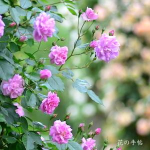 バラ　ミセスウッズ（Mrs. Wood）｜花の手帖のバラ図鑑