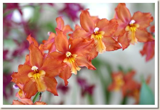 オドンティオダ ニチレイ サンストーン スィートオレンジ