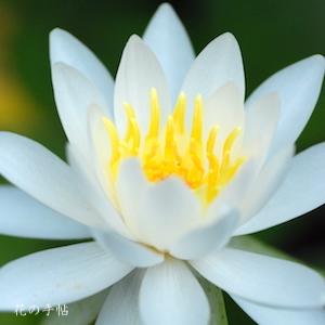 スイレン　アルバトロス（Albatross）｜花の手帖の睡蓮図鑑