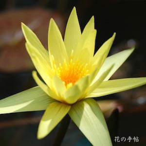 スイレン　｜花の手帖の睡蓮図鑑