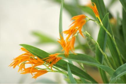 Ada aurantiaca 'Eikoh'｜花の手帖のラン図鑑
