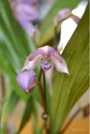 Aganax Eva's Blue Amazon 'Fujimusume'｜花の手帖のラン図鑑