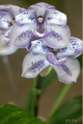 Aganax Eva's Blue Amazon 'Fukumusume'｜花の手帖のラン図鑑