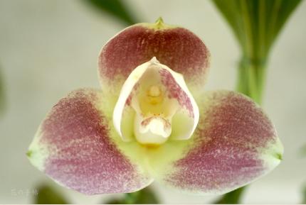 Angulocaste Paul Sander 'Red Star'｜花の手帖のラン図鑑