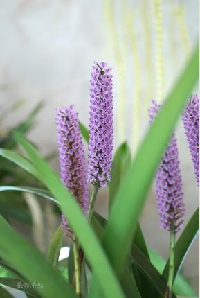 Arpophylum giganteum 'Jin'｜花の手帖のラン図鑑