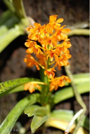 Ascocentrum garayai ｜花の手帖のラン図鑑