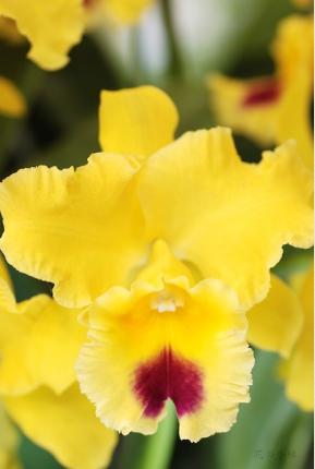 Brassolaeliocattleya Golden Zelle 'Lemon Chiffon'｜花の手帖のラン図鑑