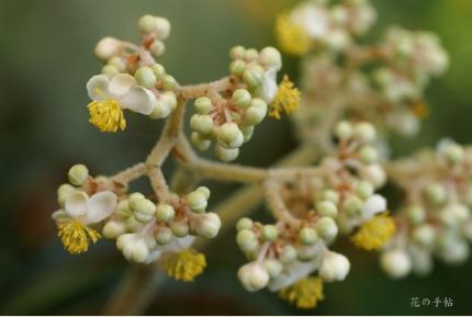 Brassavola luxurians｜花の手帖のラン図鑑