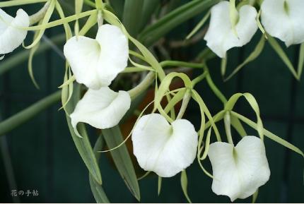 Brassavola nodosa ('panama hoill'?)｜花の手帖のラン図鑑