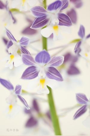 エビネ イナゲ テンコウ（天香）カランセ イナゲ テンコウ（Calanthe ingae 'Tenko'）｜花の手帖のラン図鑑